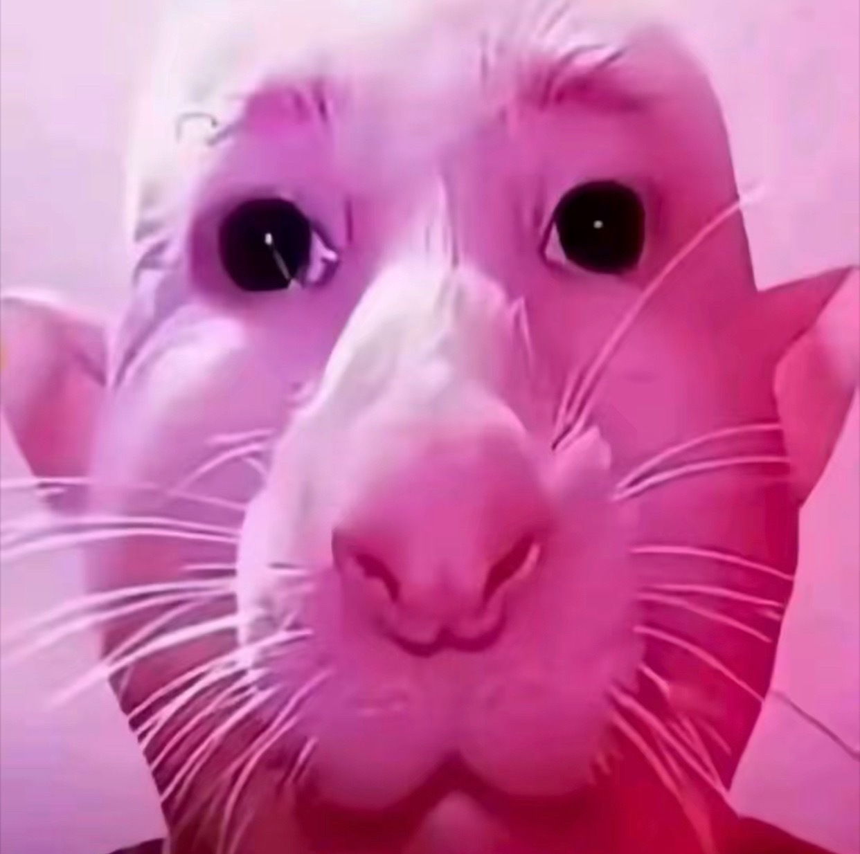 分享图片 