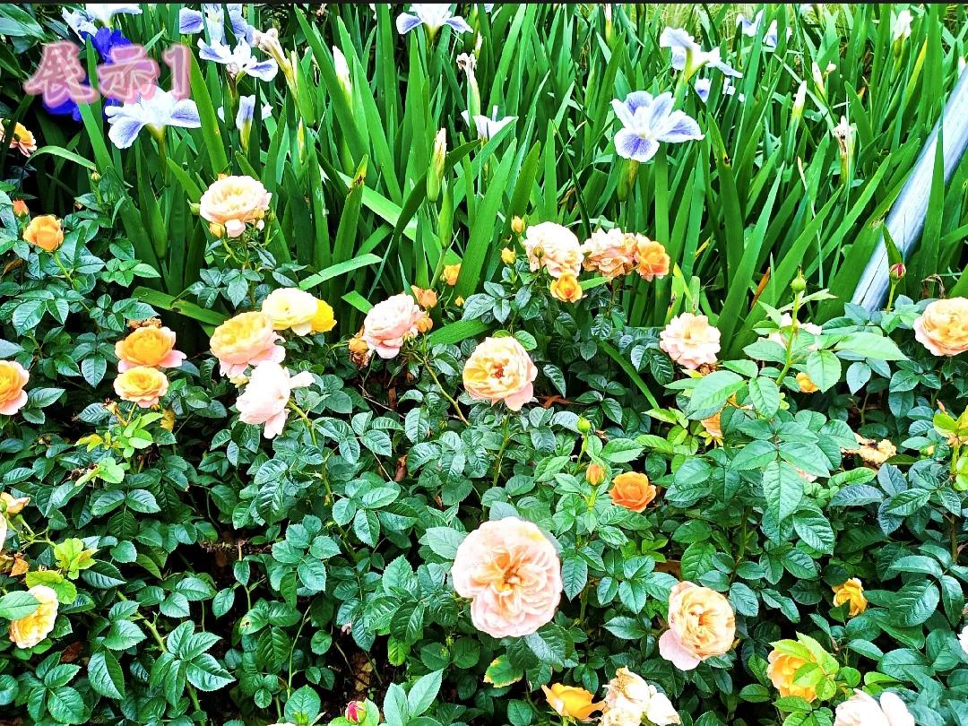 一日一花，之一