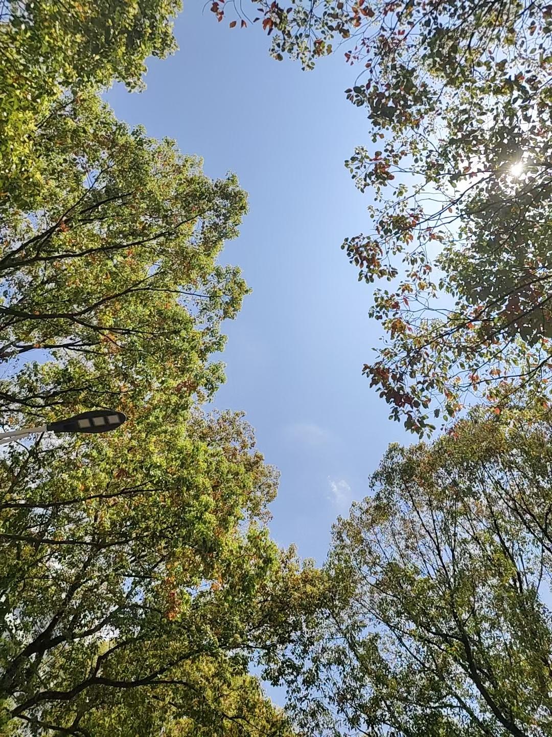 春日漫步校园，落叶铺满小径，静享宁静时光。