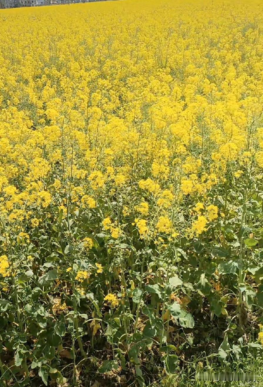 分享一张你拍的油菜花你们那里的油菜花开了吗，我最喜欢油菜花了，网友们你们喜欢吗