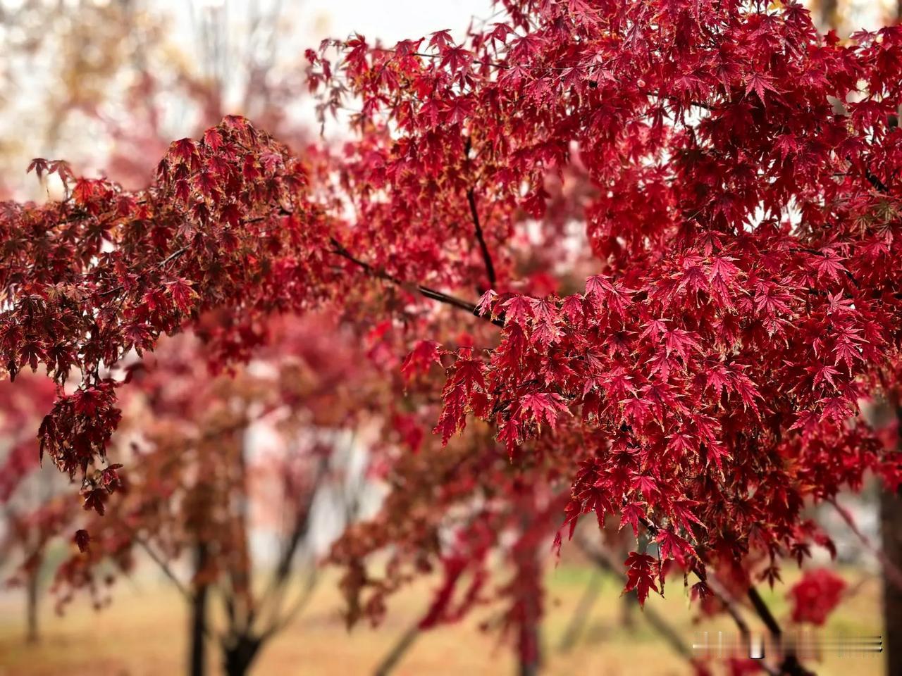  这季节的叶子最漂亮#初冬多彩的树叶#