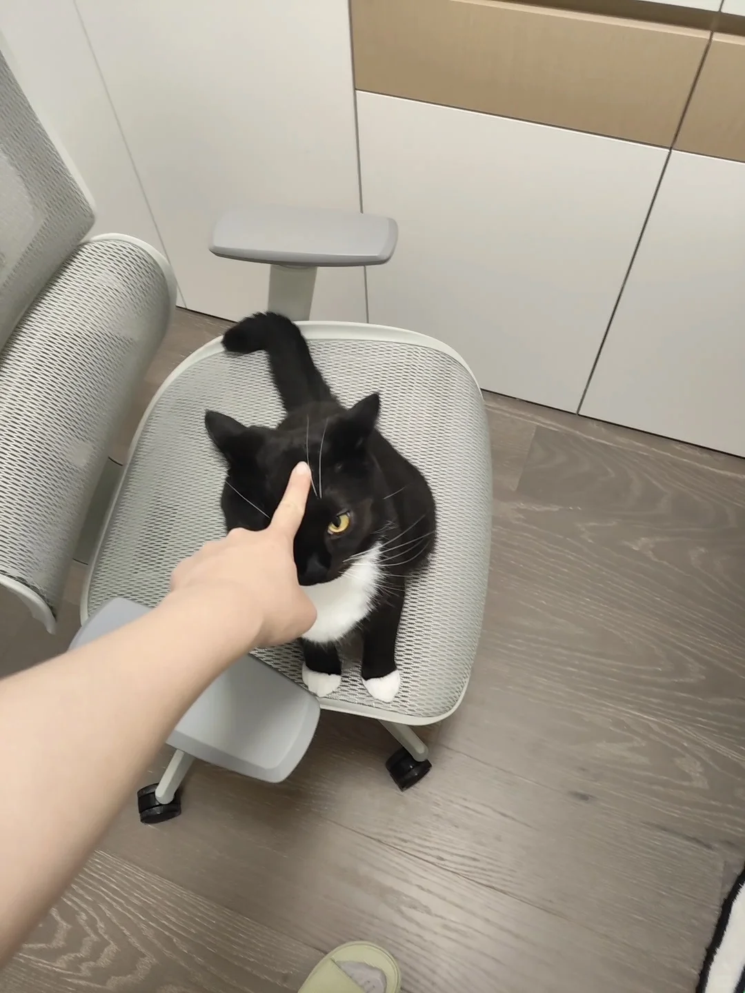 当我试图给奶牛猫驱魔……