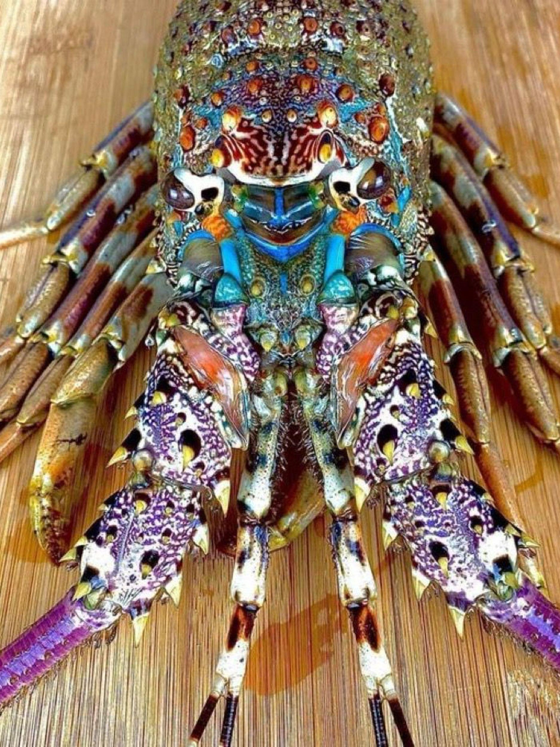 锦绣龙虾Panulirus Ornatus 