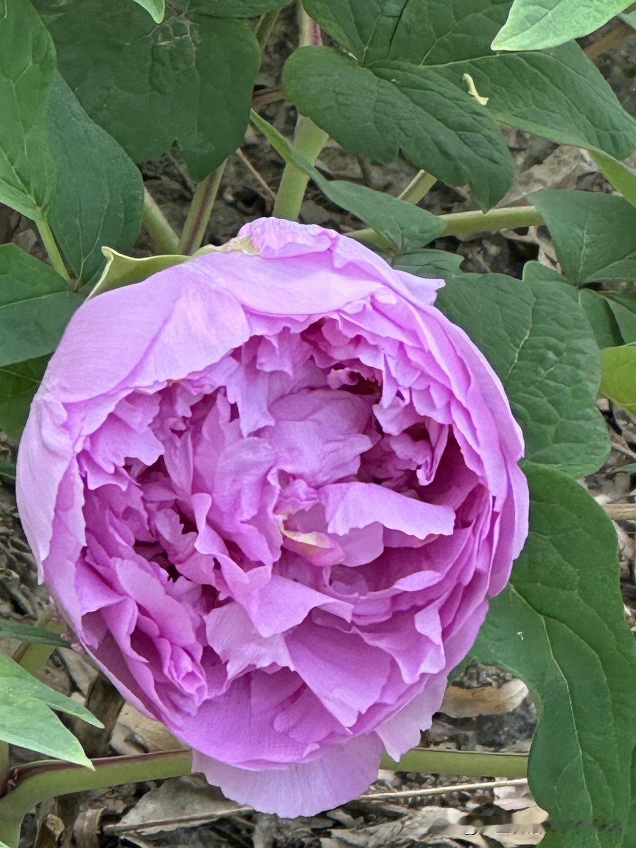 今天无所事事
因为老公去上班了
店里又没事
找房子的事暂时放一放
事缓则圆
今天