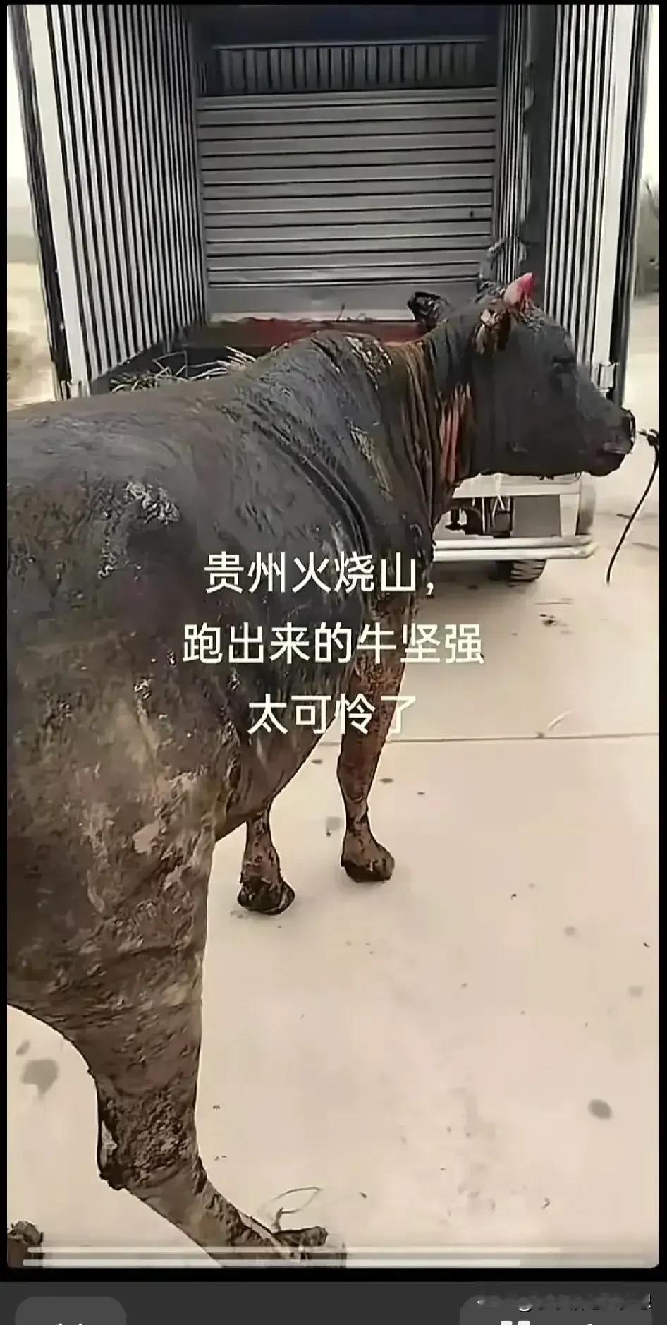 万物皆有灵性，牛经历大火，也在努力活着，这是贵州山火过后的的牛坚强。
本来主人以