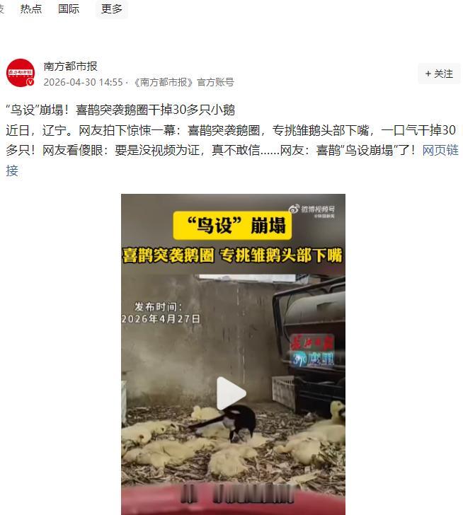 辽宁一户农家一只喜鹊突然闯进鹅圈，对着三十多只刚出生的小鹅，挨个精准啄掉脑袋，作