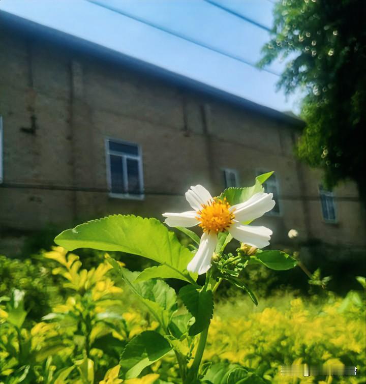 这亲爹为了儿子结婚，居然给女儿找了个他兄弟，这爹也太不靠谱了！一男子，47岁，女