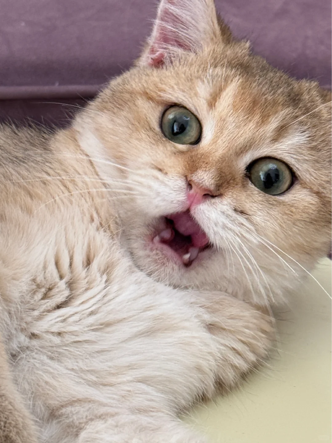 我家猫咪真可爱