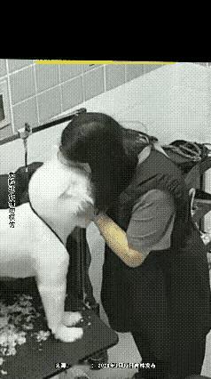 刚洗完香喷喷的萨摩耶，女主人一口亲上去，下一秒悲剧发生！

不少养狗的人，都把家