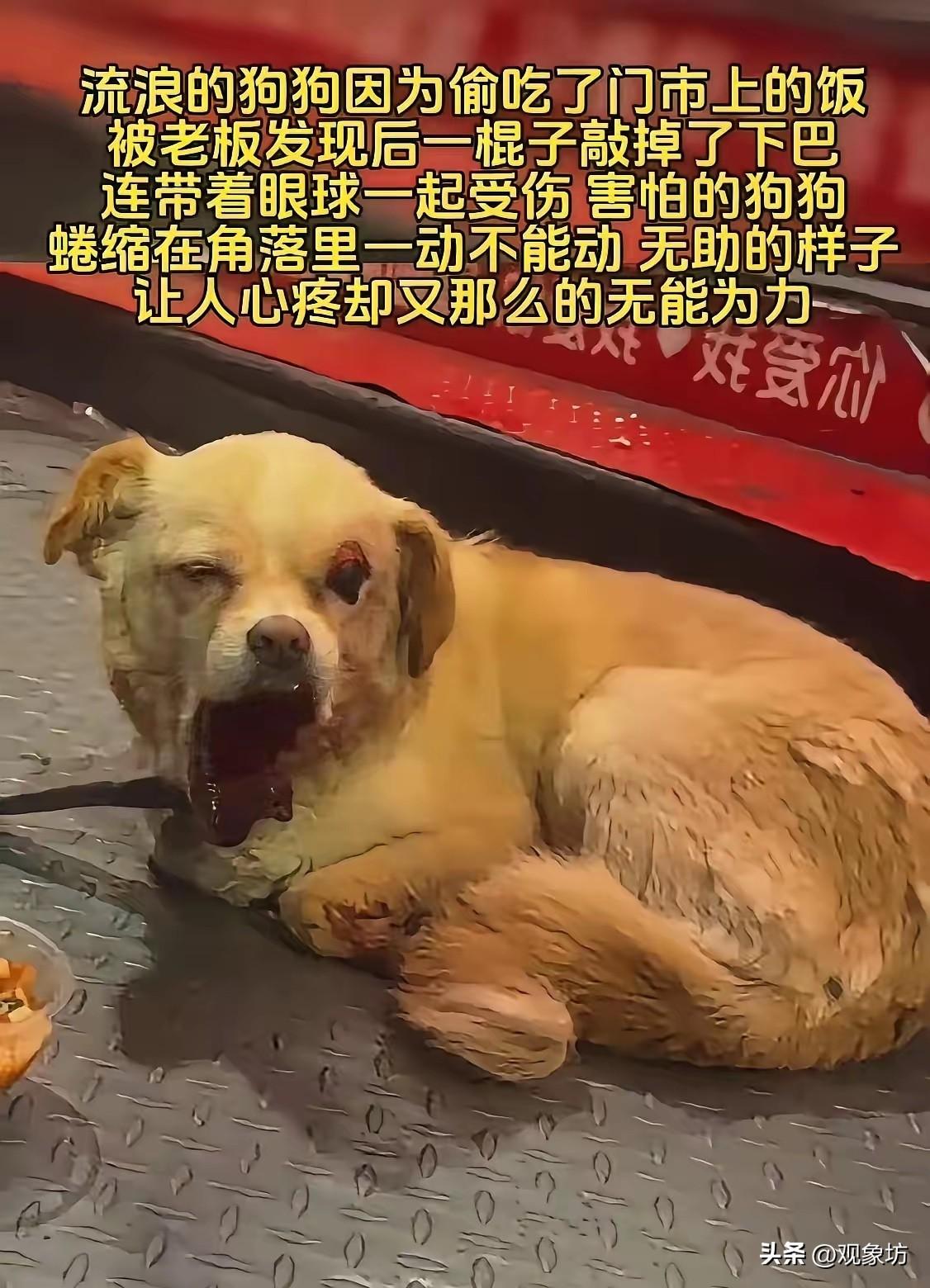 狗被打得眼珠脱落、下巴骨折，蜷缩在角落里浑身发抖——看到这样的画面，没有人会不心