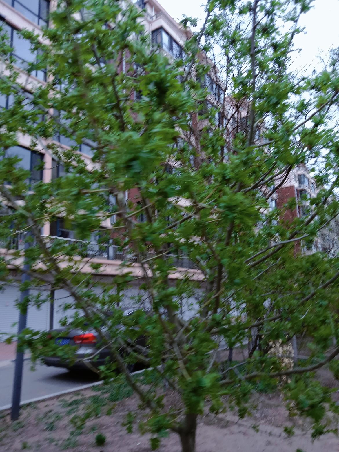 绿树掩映楼阁间，车影摇曳入画来，风吹得树木摇摇晃晃的。绿树间漫步影像 微风花影 