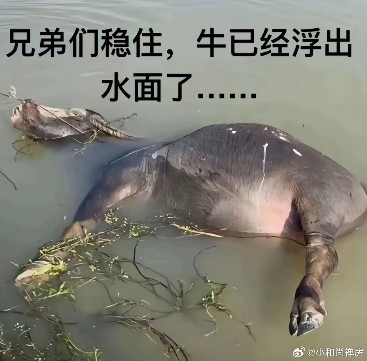 分享图片 