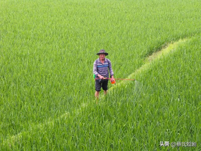 身为农民，最怕的事情着实不少。最令人担忧的当属天灾，暴雨会使即将成熟的庄稼倒伏在