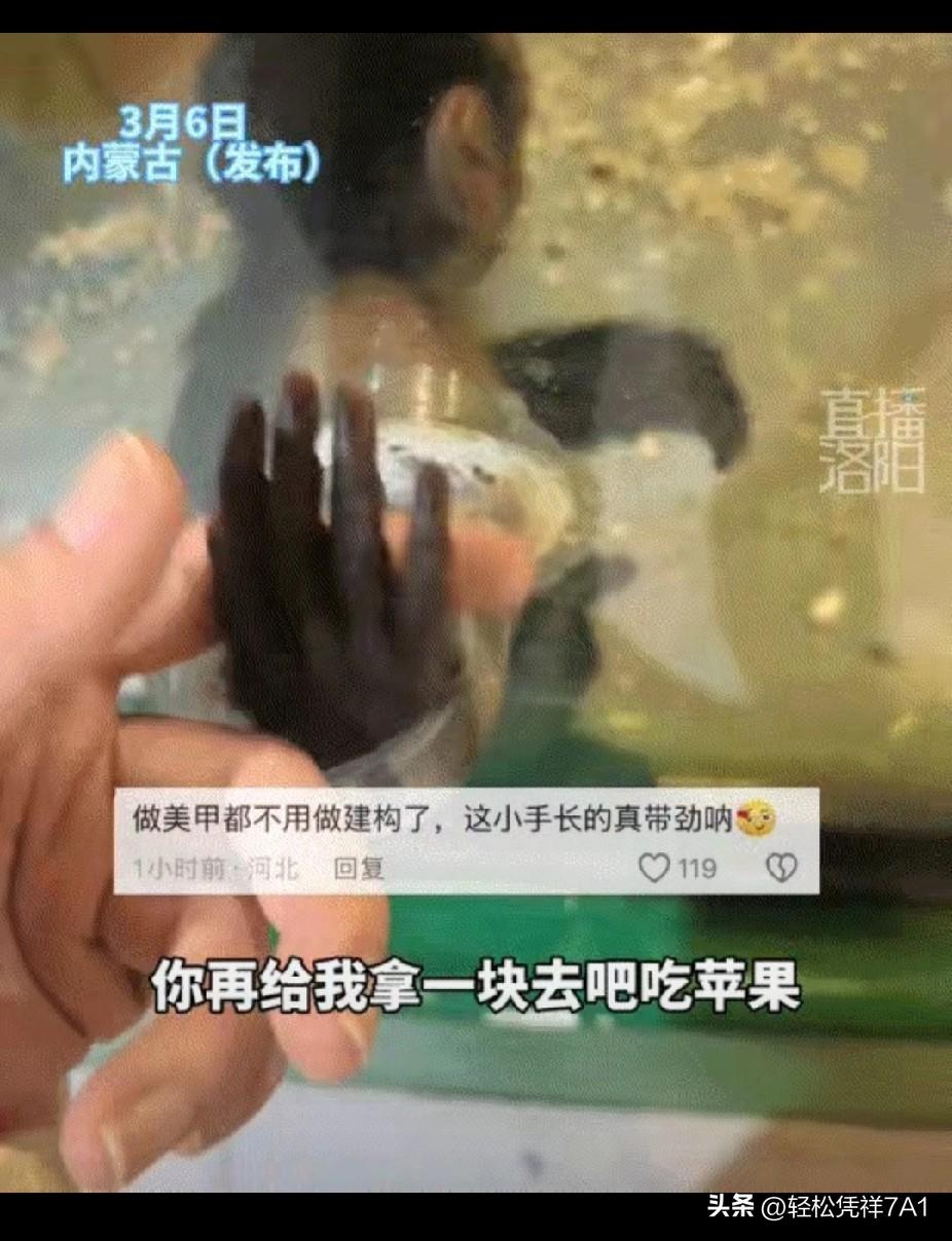 万万没有想到，内蒙古，一女子去动物园看猴，期间就发现一只单独关着的小猴子特别可爱