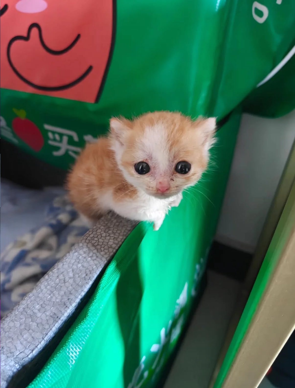 推万转的史上最像外星猫的咪 