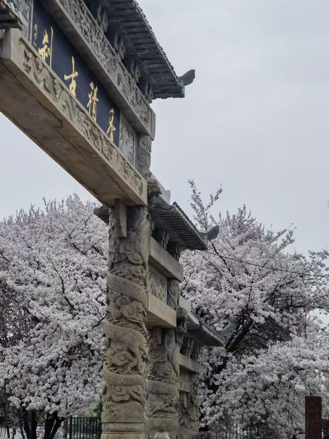香积寺的樱花开了！ ​​​