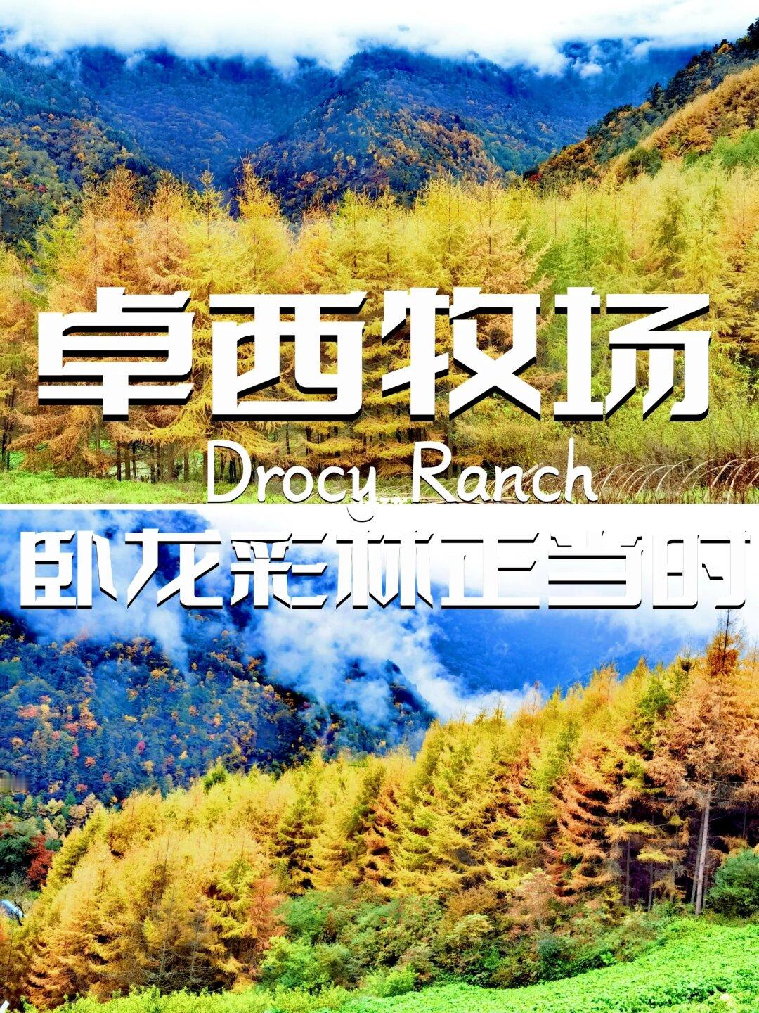 卓西牧场｜在秋天能看到彩林是件幸福的事