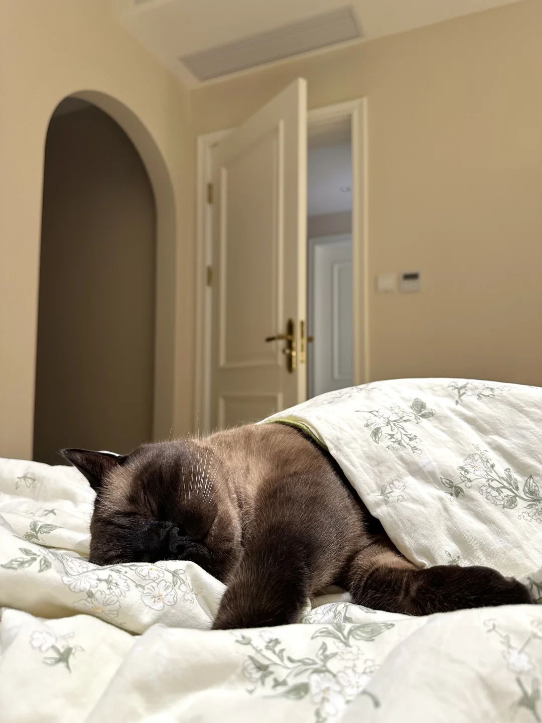 小猪盖被🐖