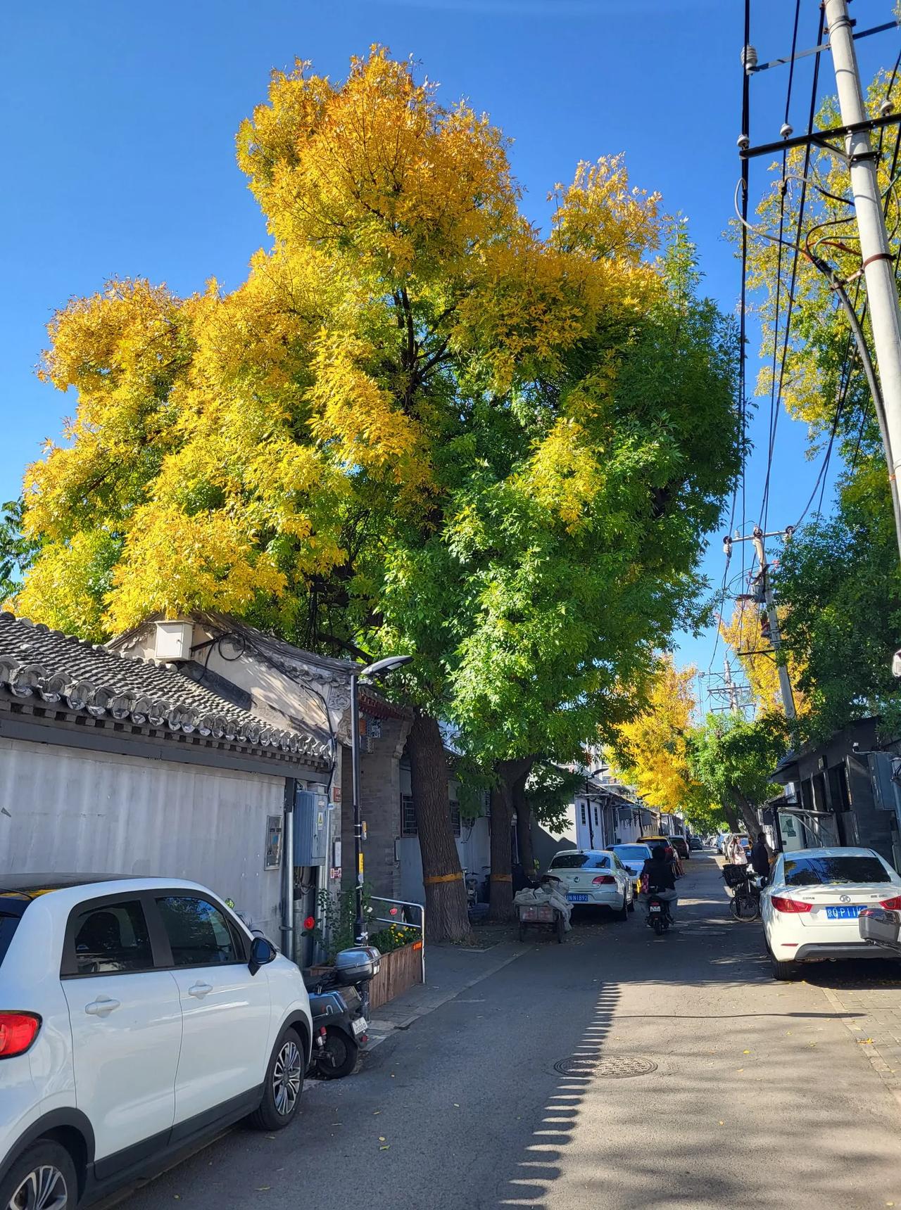 北京的深秋，是胡同里最绚烂的季节，充满了老北京胡同的韵味。漫步在北京的胡同，感受