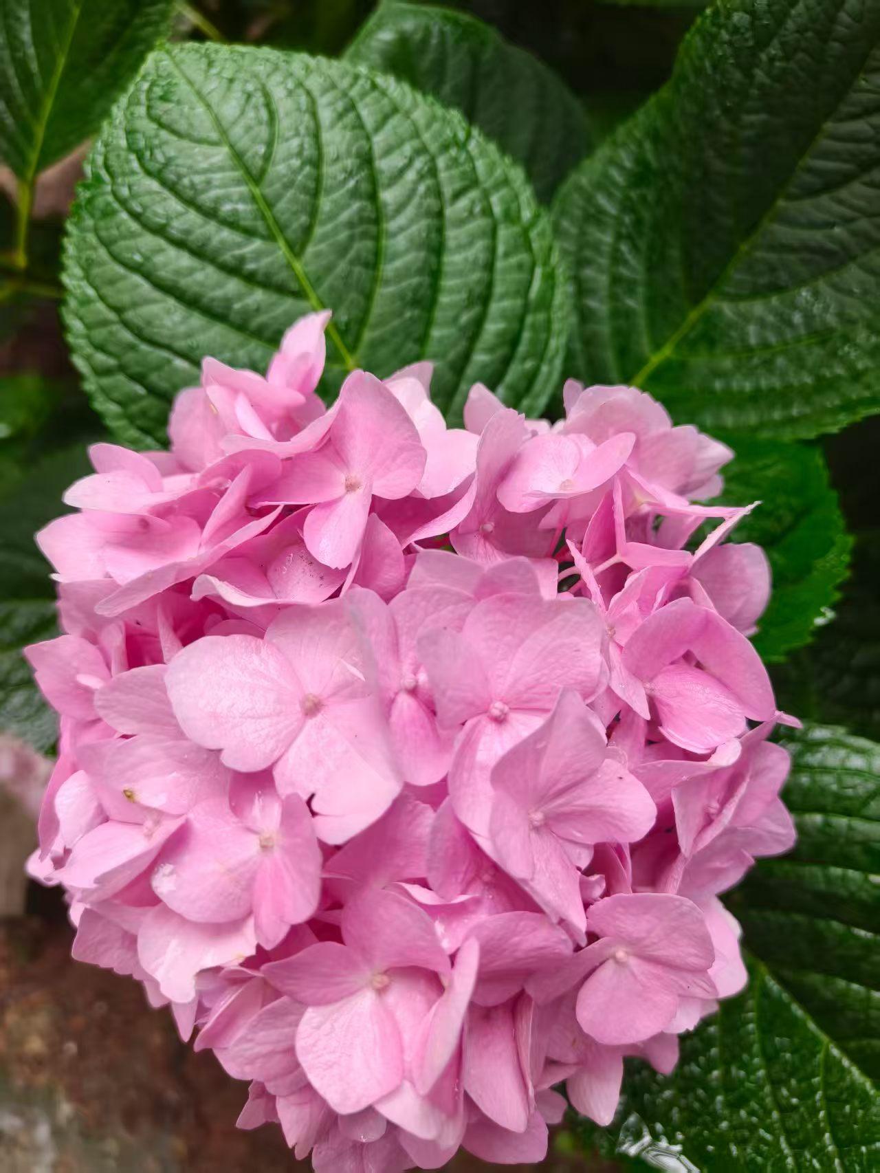 赏花