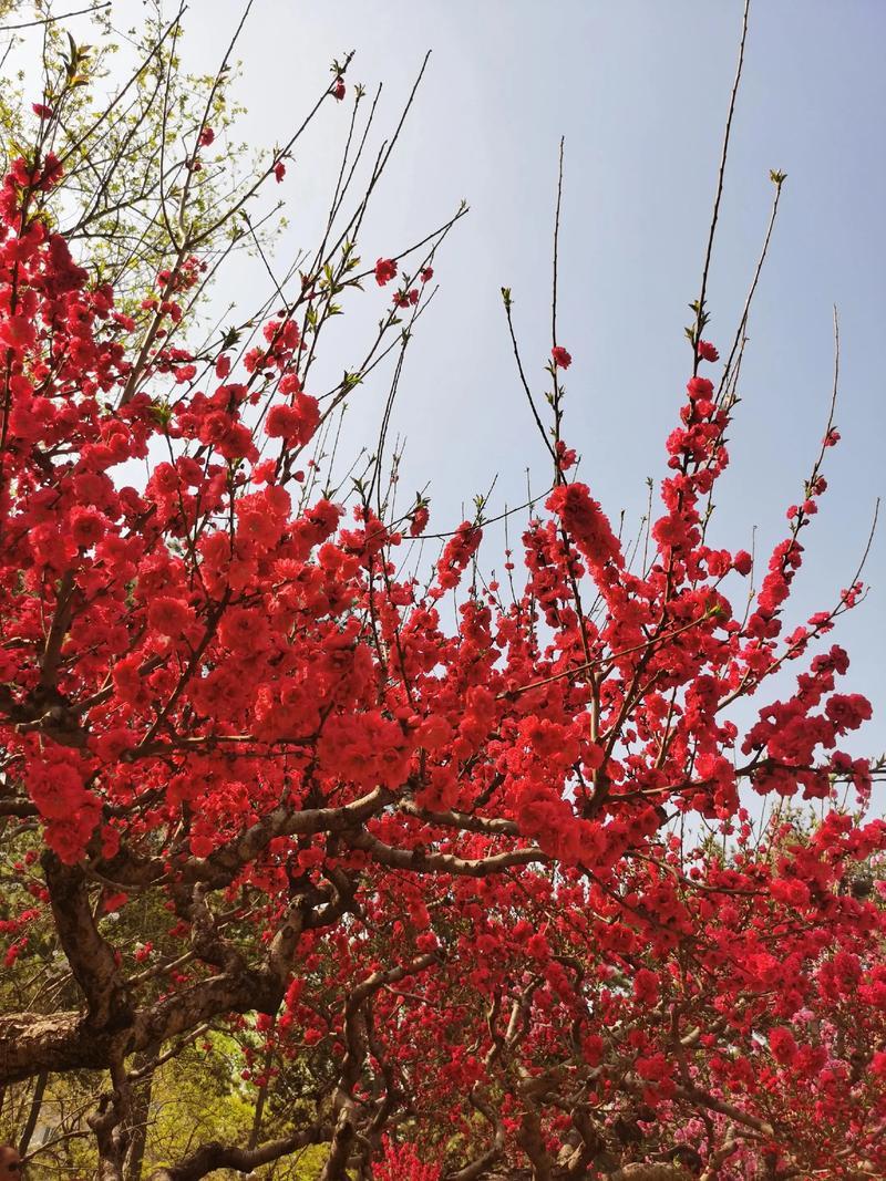 发一张你相册最近拍的花