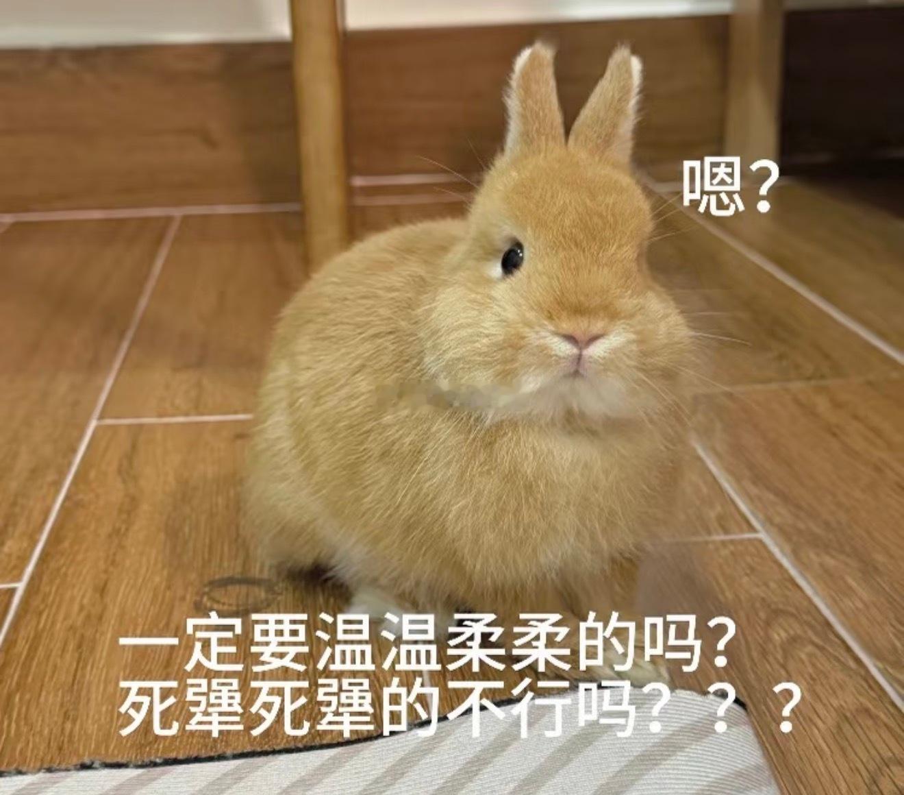 关于程秀兔有多犟这件事追妻期的邵群最有发言权 