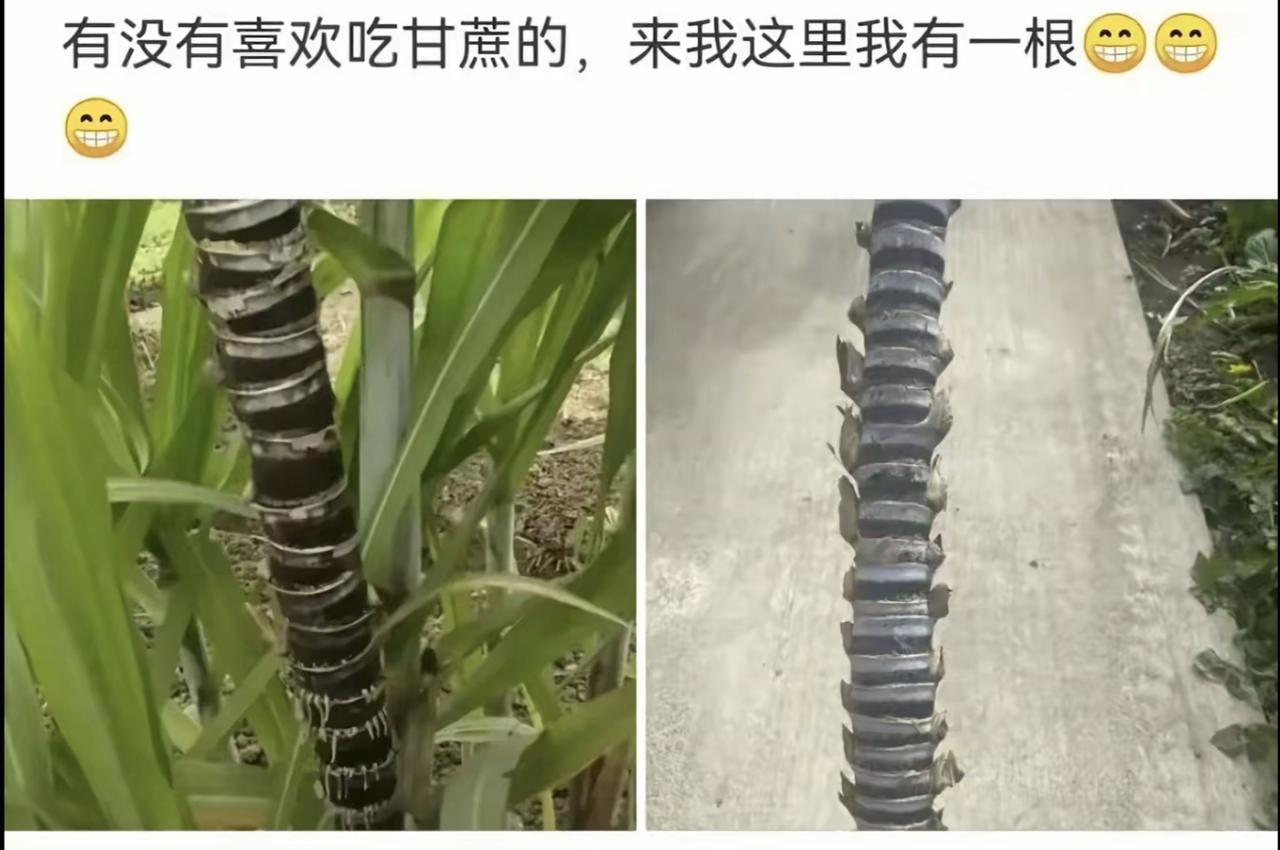 每日一笑