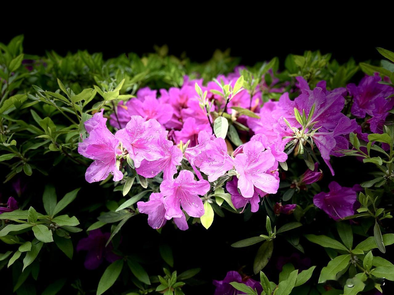 春日里，一簇杜鹃花尽情绽放，美不胜收（随手拍）。今天上午下班后，我在单位院子里不