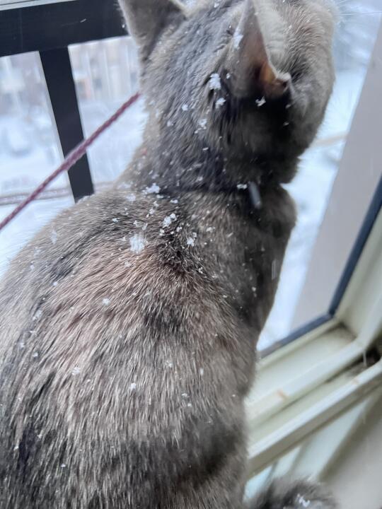 2.5号烟台的爆雪如期而至（太大了）