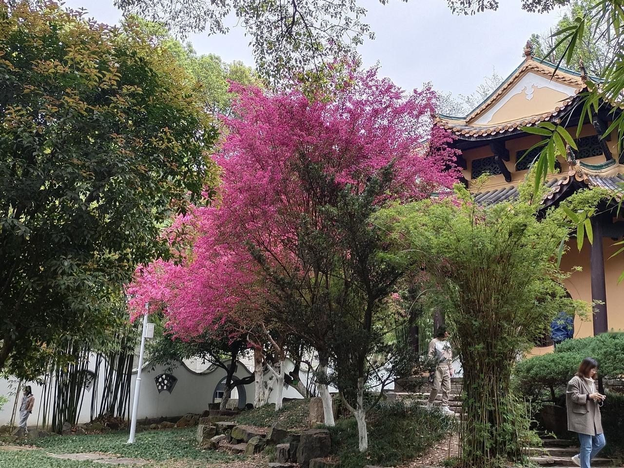 可以分享一张秋景的树叶的照片吗？