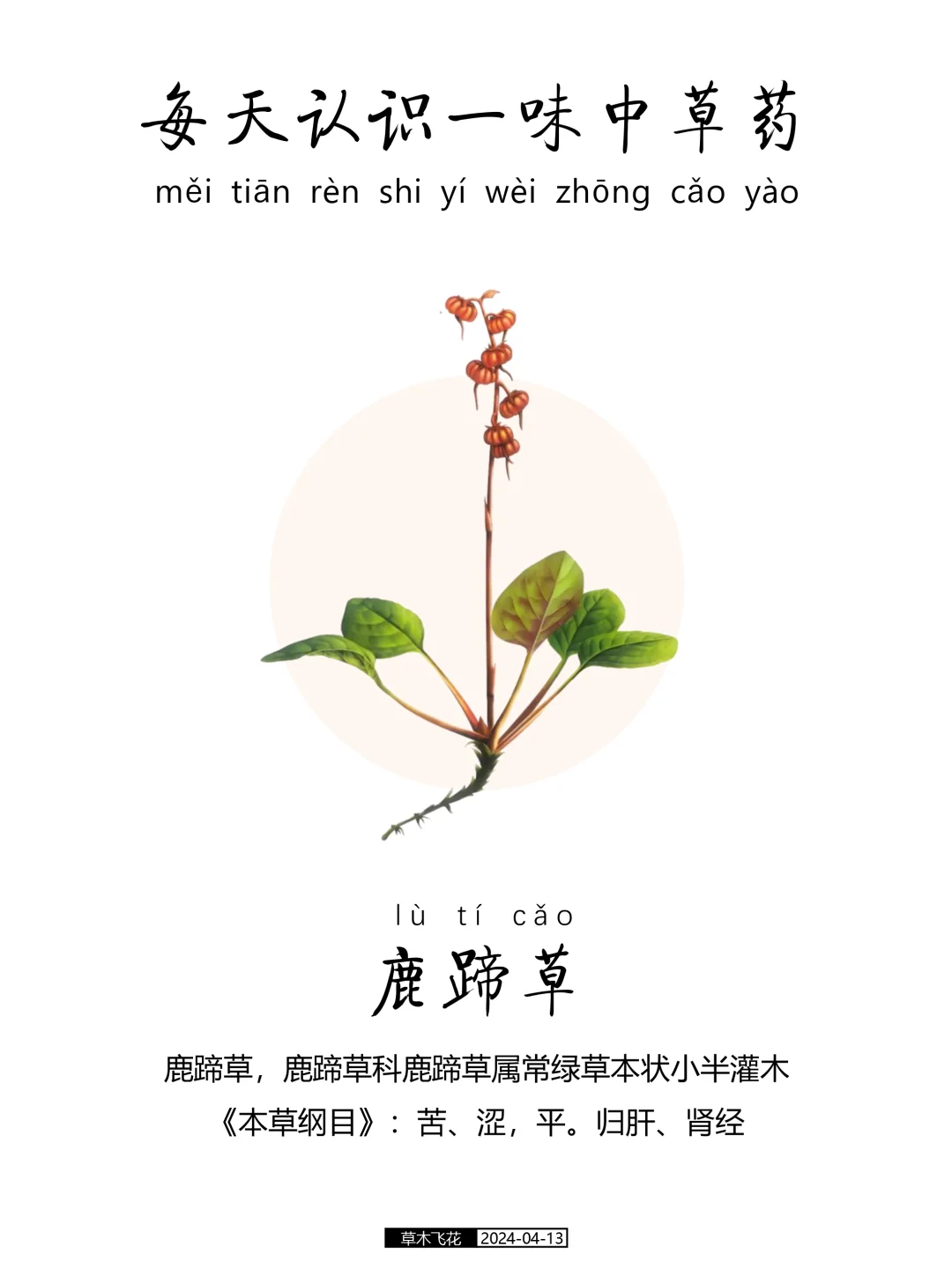 每天认识一味中草药-鹿蹄草🍀