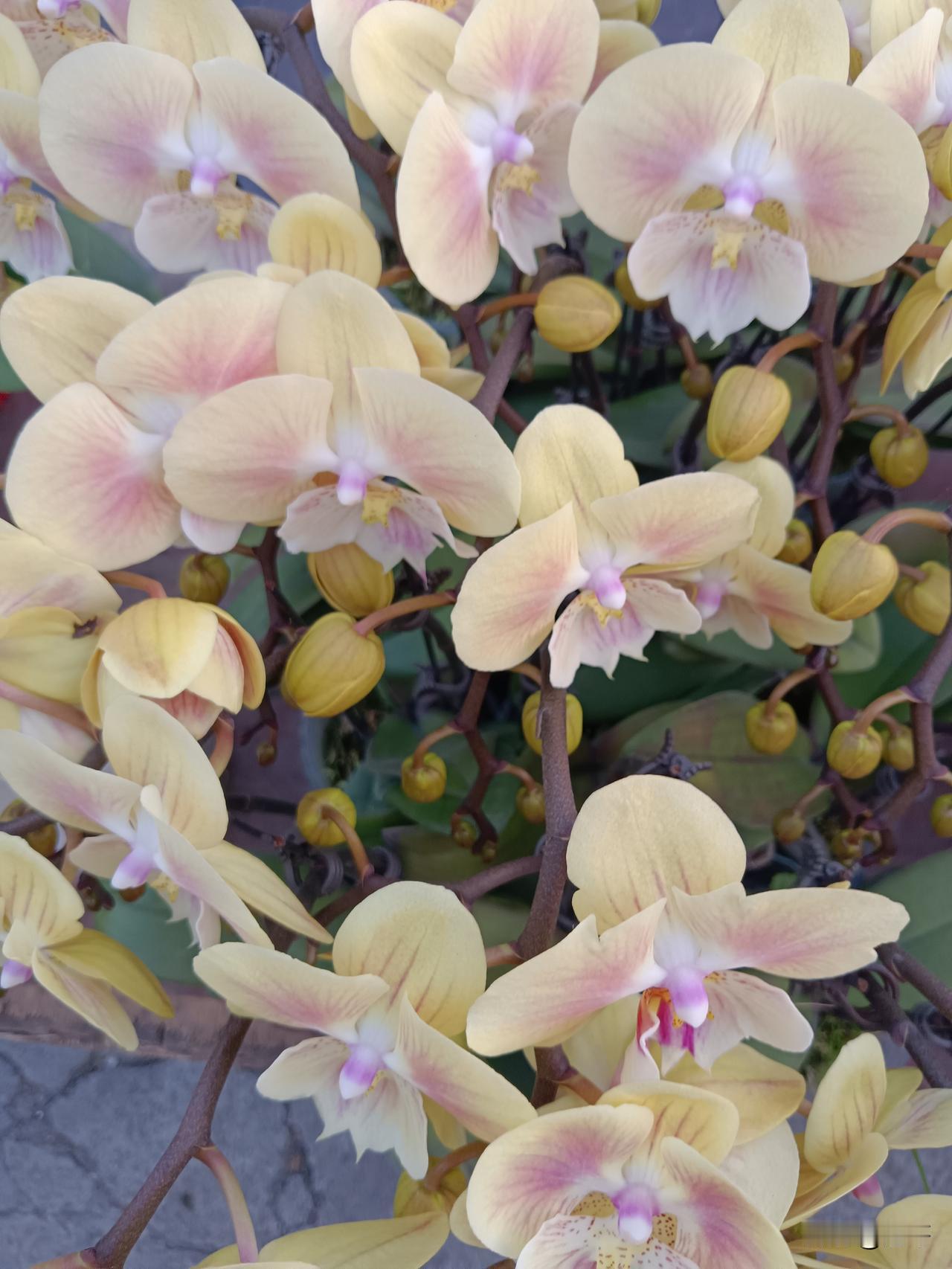 马斯克的百万卫星计划，是战略占位＞短期落地的野心布局。

它既是对AI算力时代的