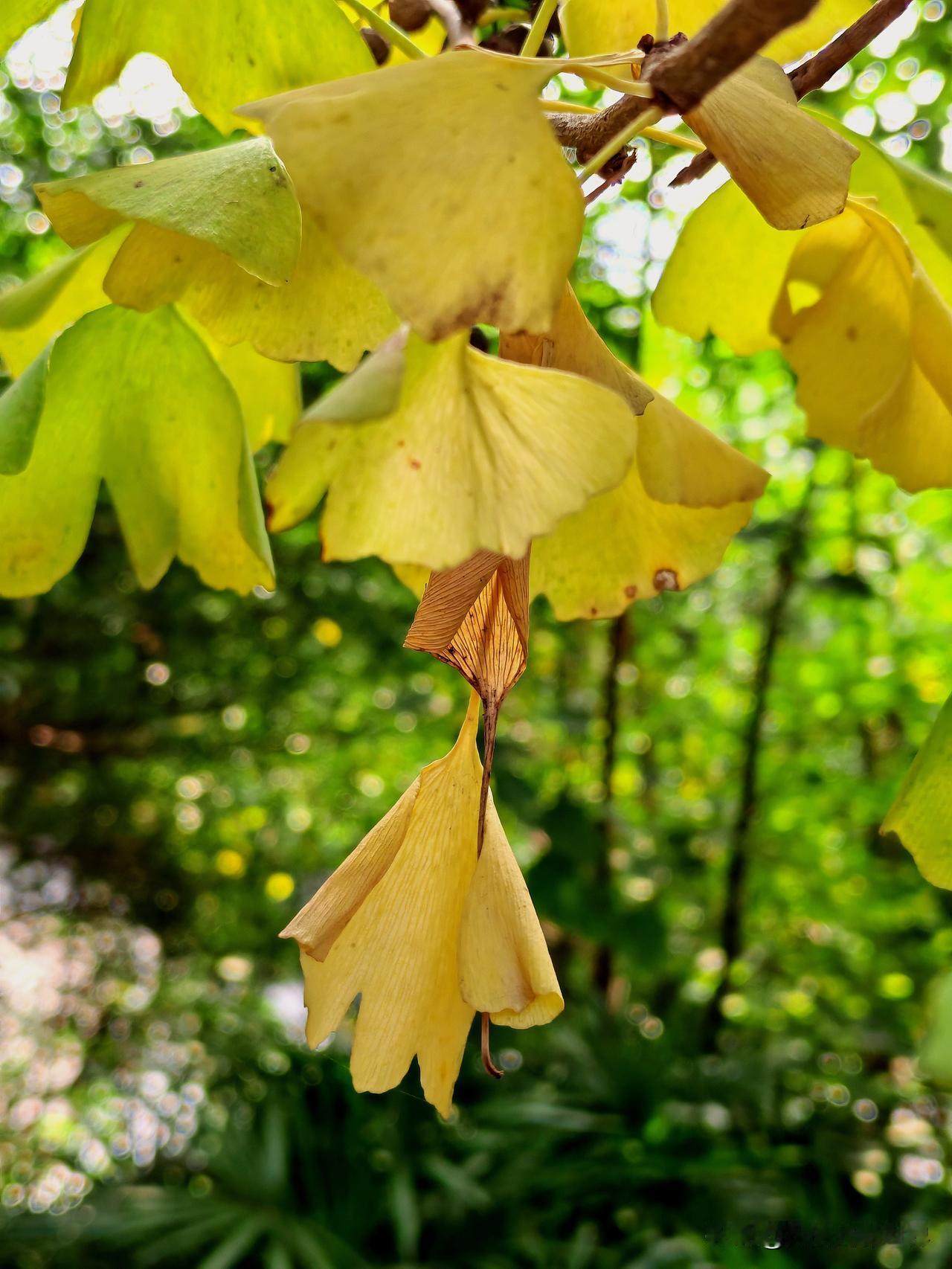冬日暖阳下，社区公园的银杏叶镶上黄边，还有丹回路的银杏叶慢慢要黄了，仿佛大自然用