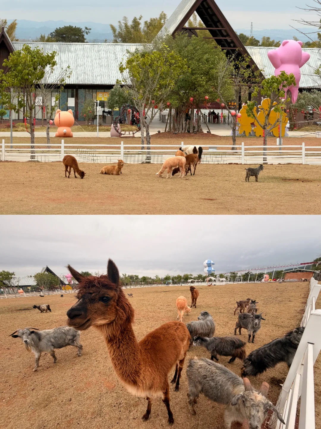 梅州大型游乐场，真的有羊驼可以rua🦙！！