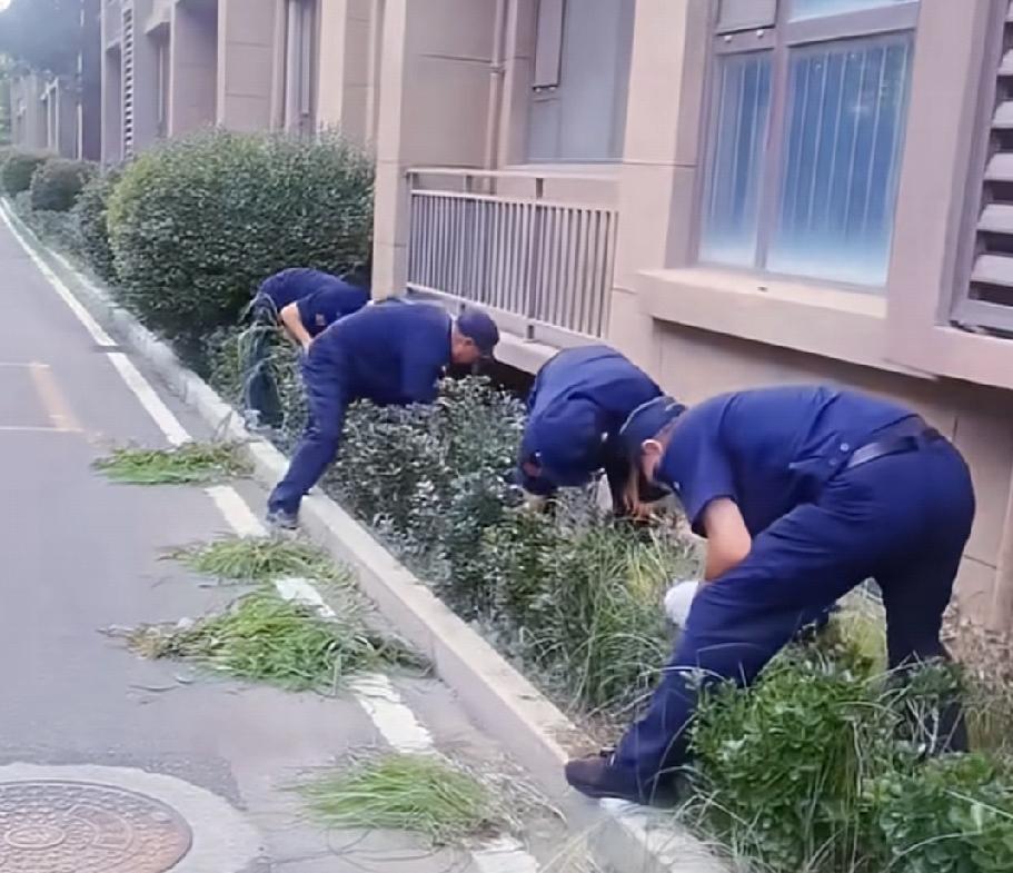 昨天上午去超市买东西，路过一个比较高档一点的小区，只见几个年轻保安正在楼下拔草，