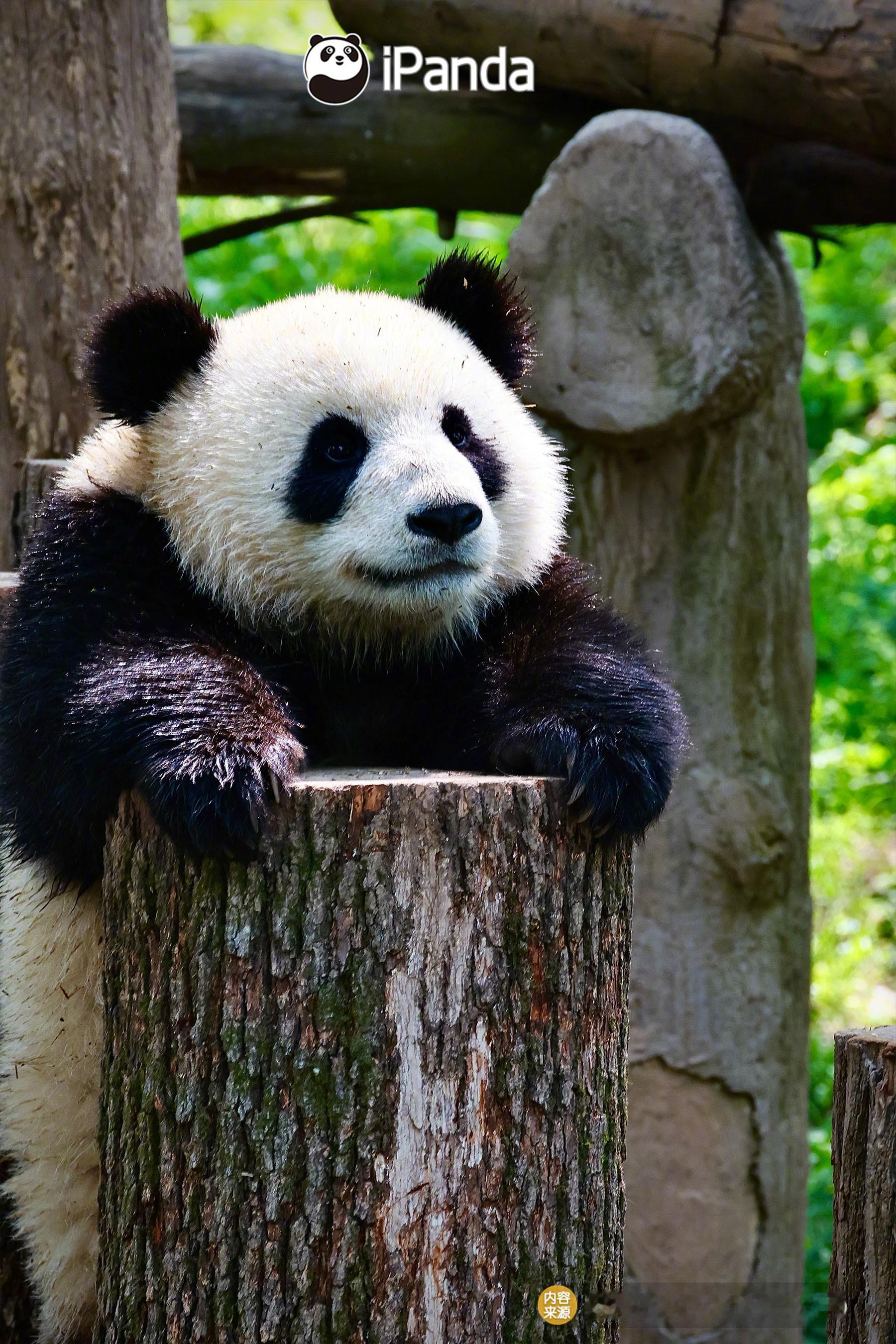 (✧ω✧)承认吧，你也很为大熊猫着迷吧～熊猫趣图大熊猫傲客 大熊猫蕊蕊（图片来源