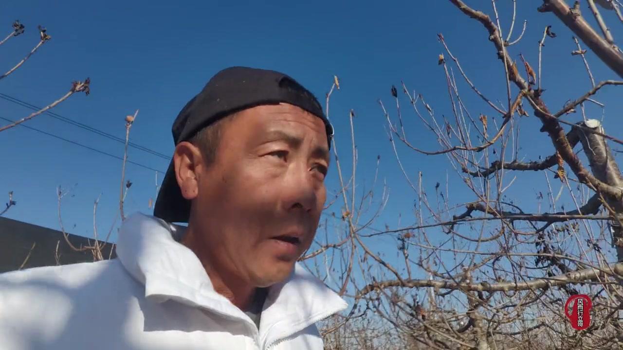 1️⃣水分变化是主因。接近成熟的转色期，一旦遇到大雨或长时间干旱后突然降雨，果实