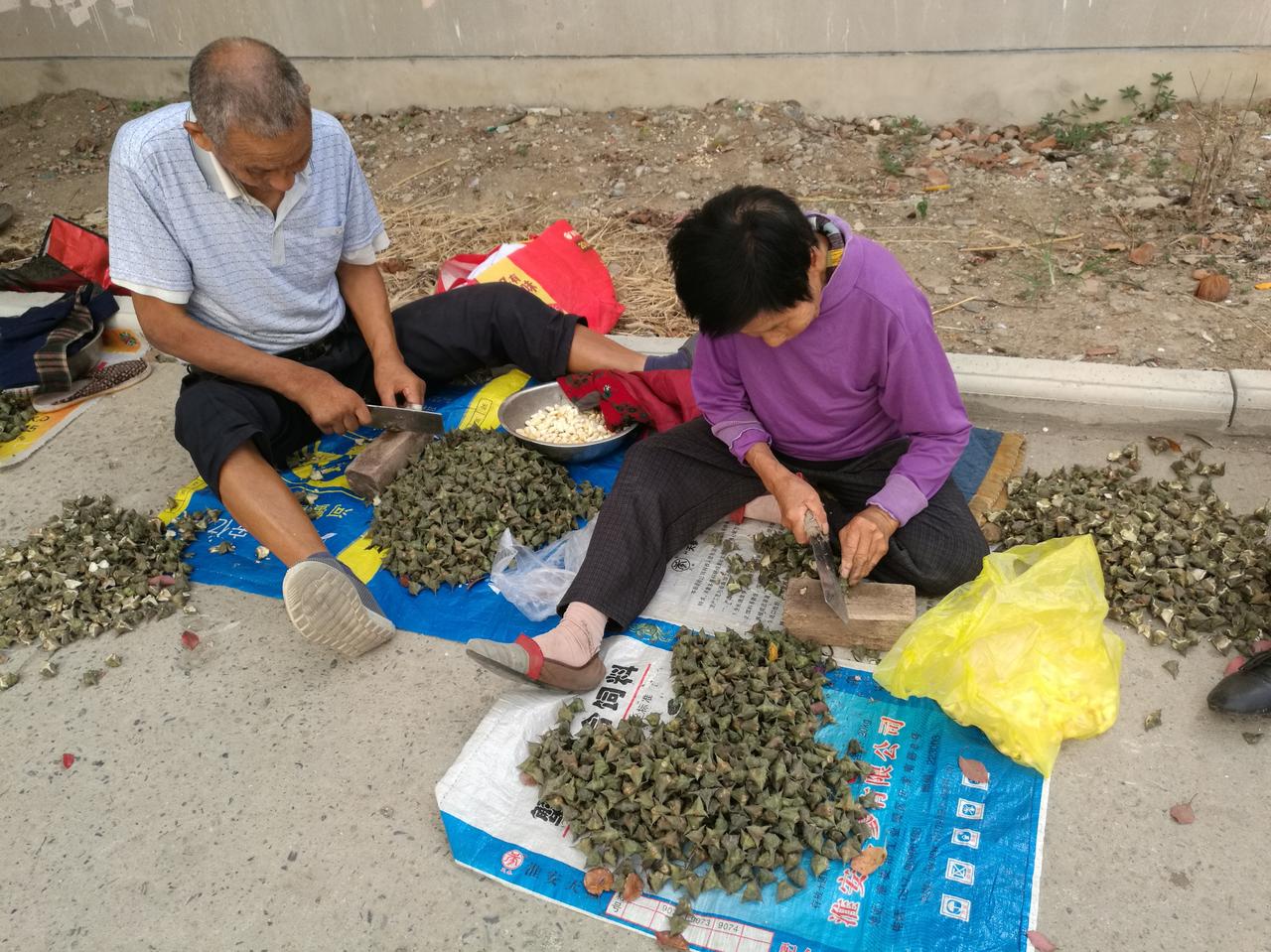 又到采菱角的季节了，我却忙于琐碎的杂事，没有时间一睹渔民采摘菱角的盛景。
我们洪