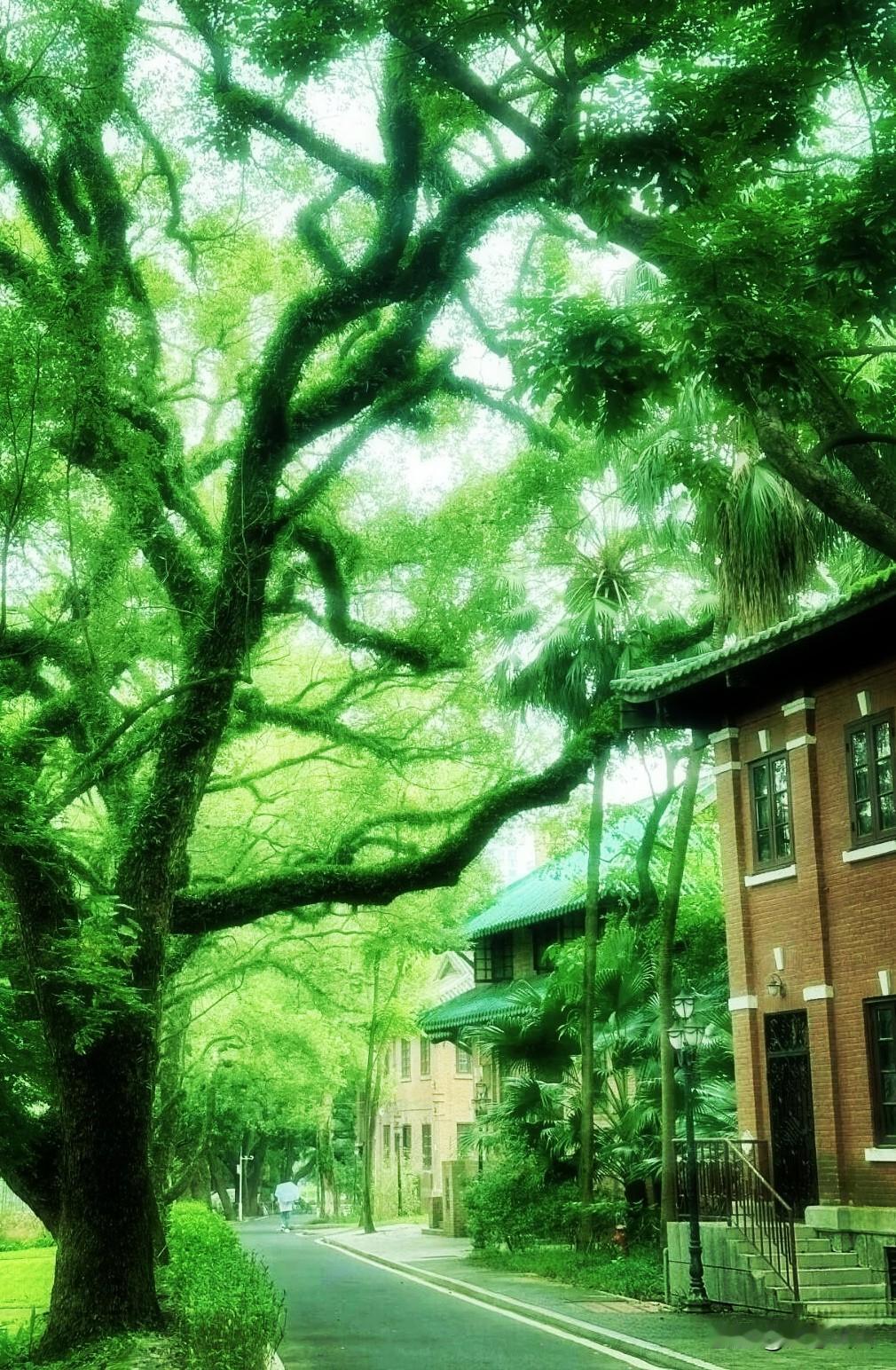 学霸的梦幻森林，超级美！一般人看不到。
看到的都不是一般人。
因为能够奢侈免费长