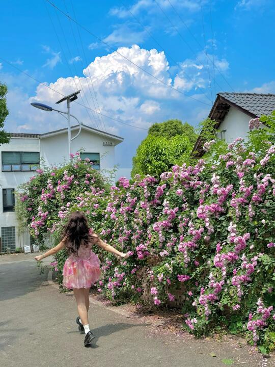 重庆的蔷薇花开啦🍃好动漫的一条小路！！