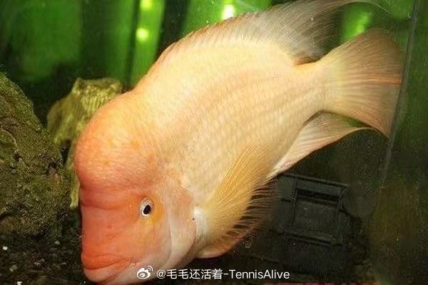 刷到一张图片，突然想到一个球员。