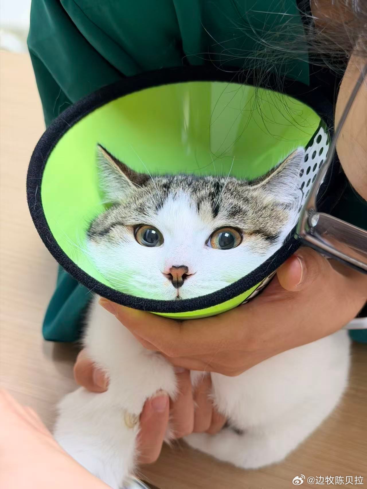 小迪的猫生大事 