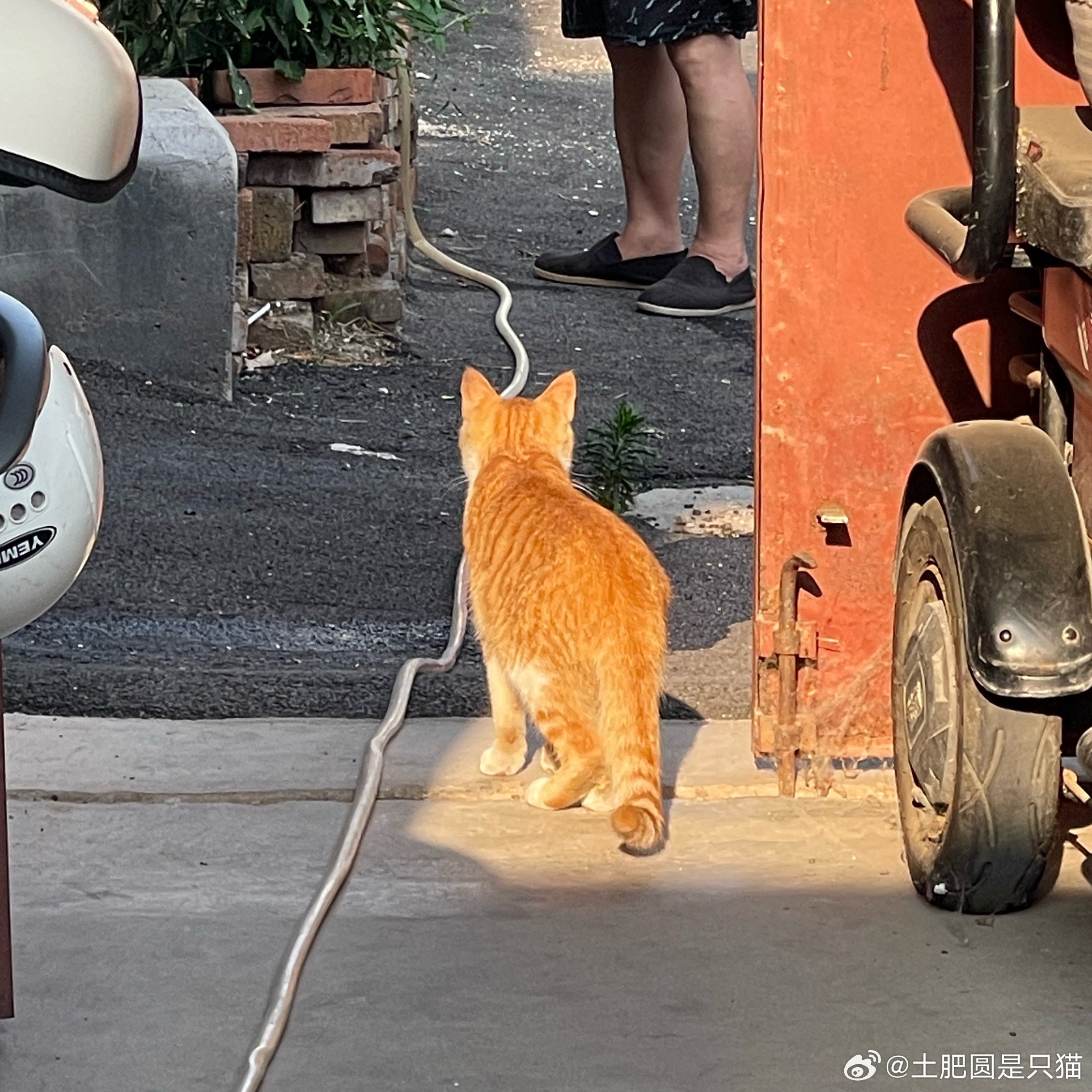 像个虎皮蛋糕喷喷香 
