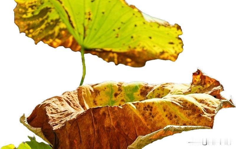 荣华似梦，名利如烟，热闹都是一时，平安才是一生。
真心留不住，强求终是空，看淡是