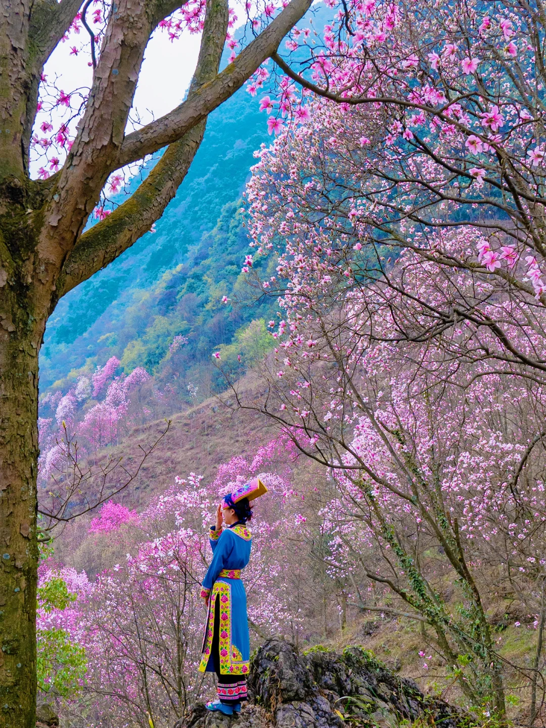 又是一年赏花季，绵阳九皇山的辛夷花开啦！