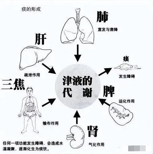 你是否知道身体里的痰不仅存在于嗓子里，还可能跑到心脏、脾胃、肾脏和经络里？

1