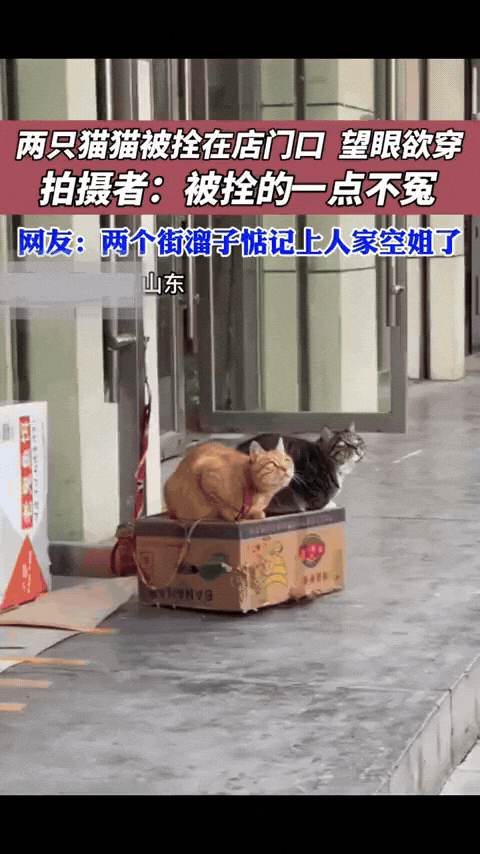 山东这两只小猫算是火了！被拴在店门口的纸箱上，身子乖乖蹲着，脑袋却齐刷刷望向同一