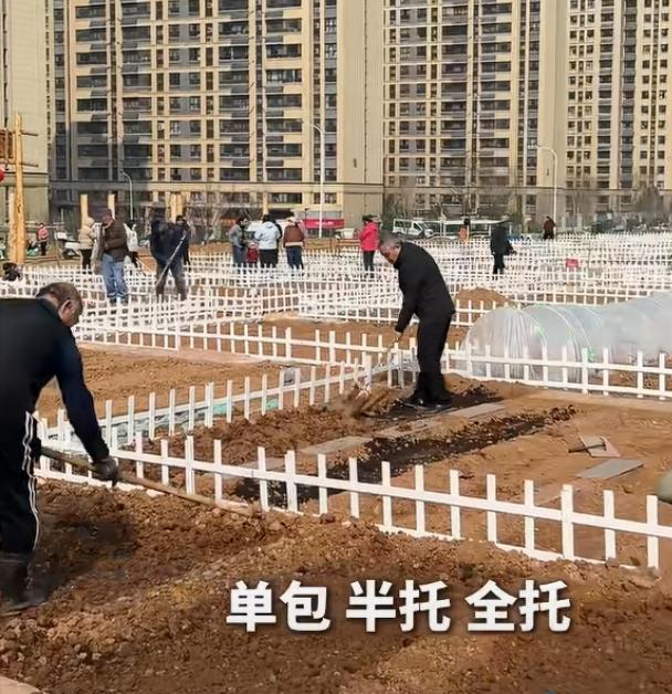 济南共享菜园火啦，出租率超90%！周末在济南近郊，能看到西装上班族、精致都市女孩