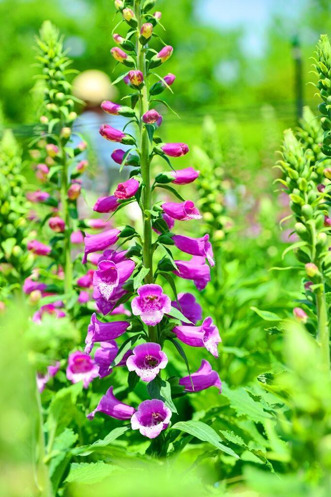 初夏的植物园，是一场彩色的梦

昨日无事，忽然想出去走走。朋友说，去西安植物园吧