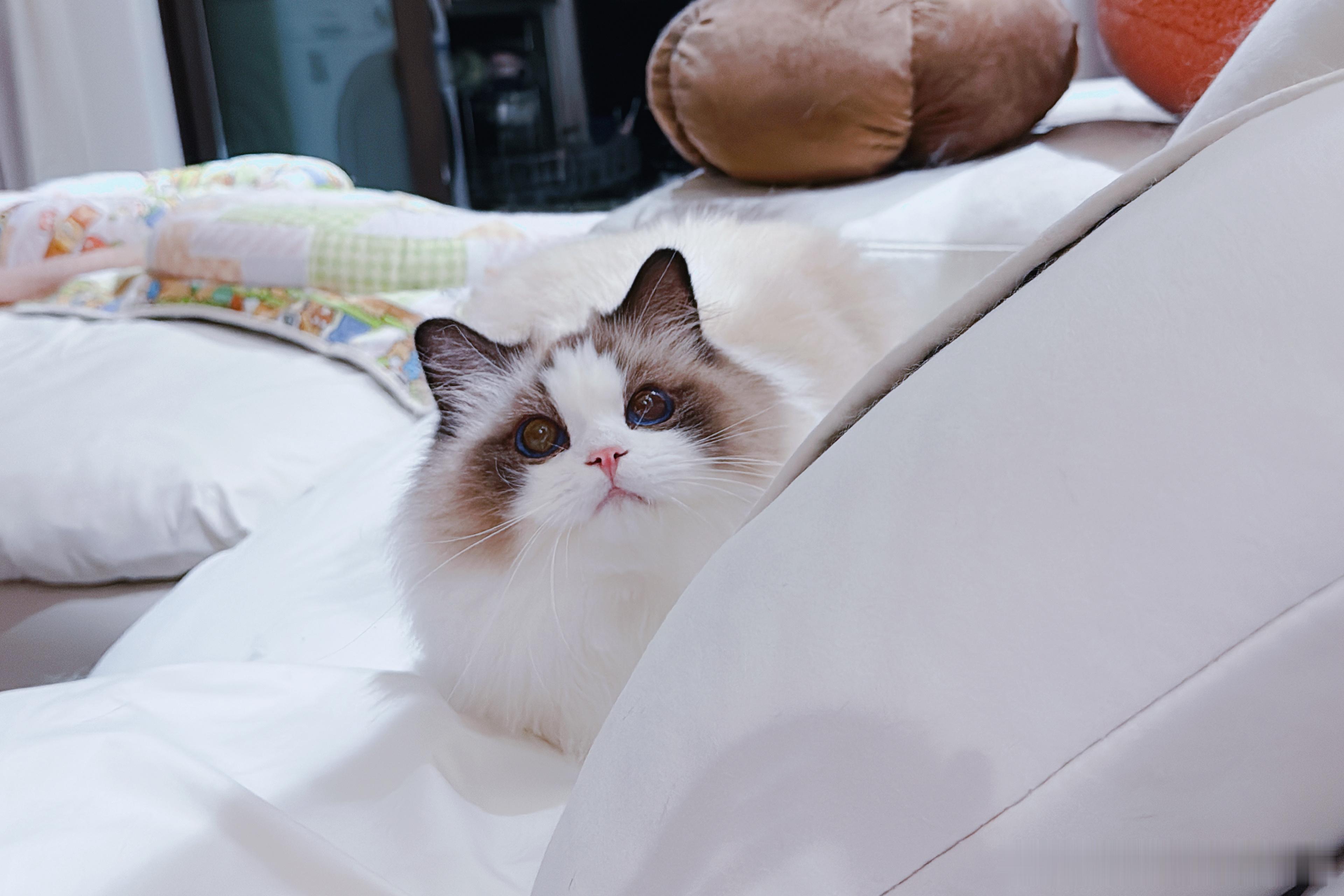 是一只偷偷看妈妈的五斤小猫～ 